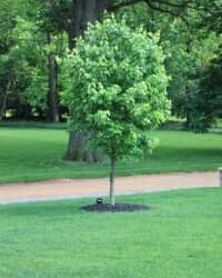 Lawn Maintenance Guru Karl Deuser