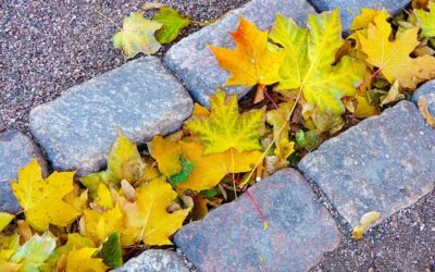 5 Things you Need to do Now for a Healthy Spring Lawn