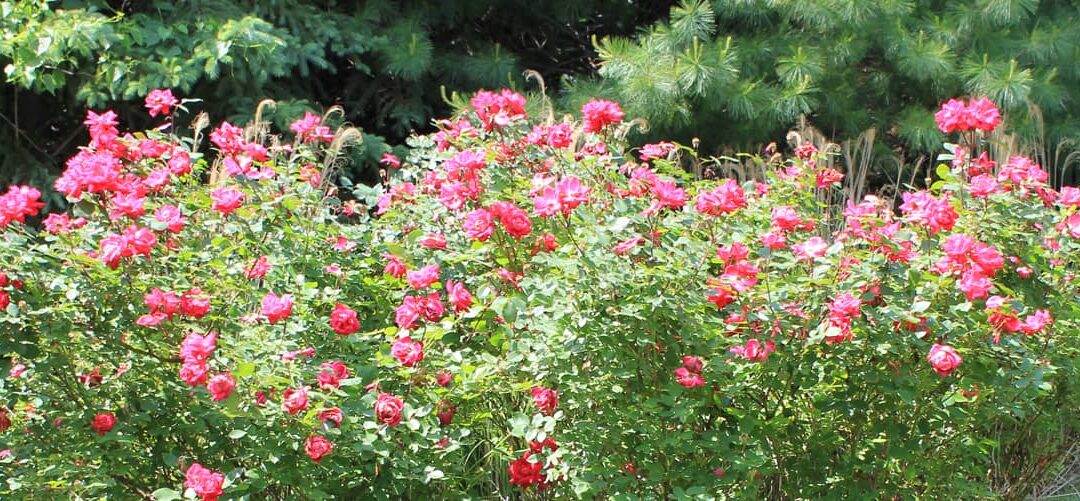 Summer Lawn Care Tips