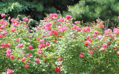 Summer Lawn Care Tips