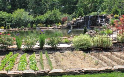 Tips for Spring Lawn Care and Maintenance