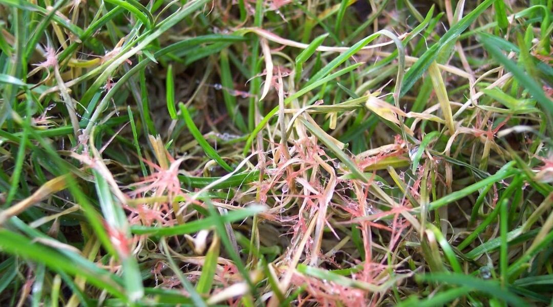 Red Thread & Powdery Mildew: How To Prevent Yard Fungus