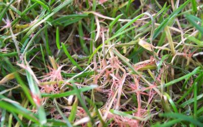 Red Thread & Powdery Mildew: How To Prevent Yard Fungus