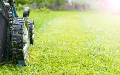 6 Essential Summer Lawn and Garden Care Tips You Shouldn’t Skip