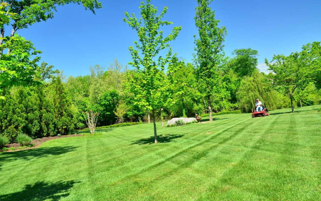Why Businesses Need Expert Landscaping Maintenance Services