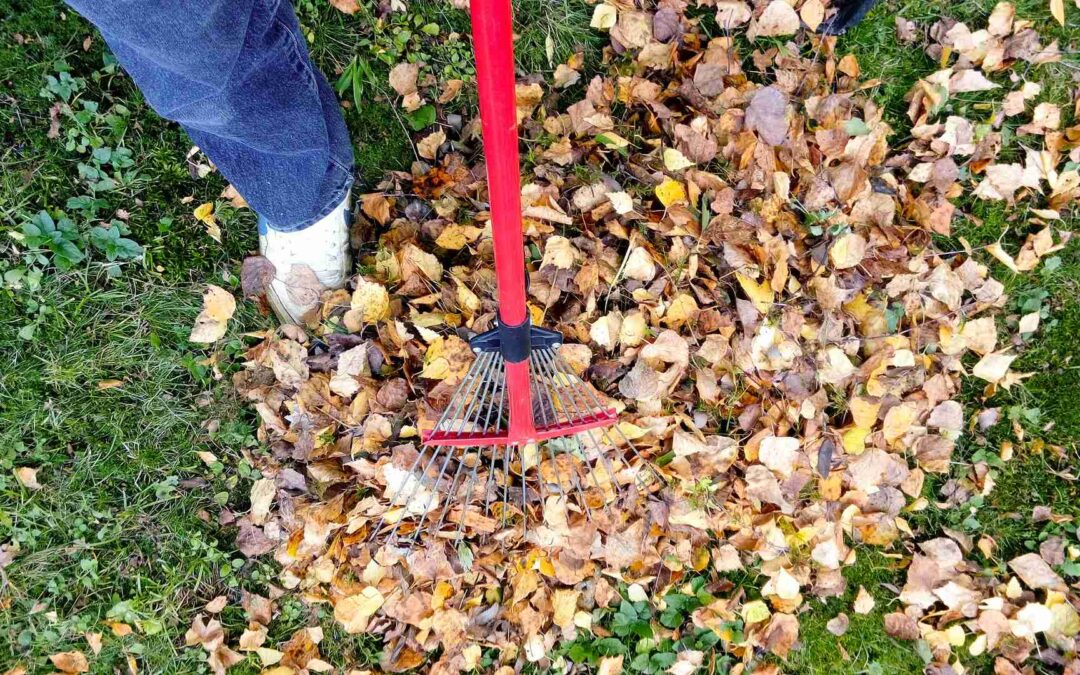 The Ultimate Spring Cleanup Checklist For Your Lawn