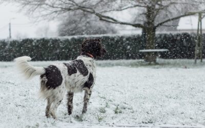 Preparing Your Lawn for Winter: Yard Maintenance Tips
