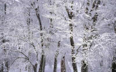 How Businesses Can Plan Ahead for the First Storms of the Winter