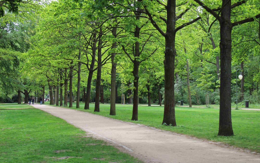 Lawn Care and Maintenance Services: Basic Tips for Every Season