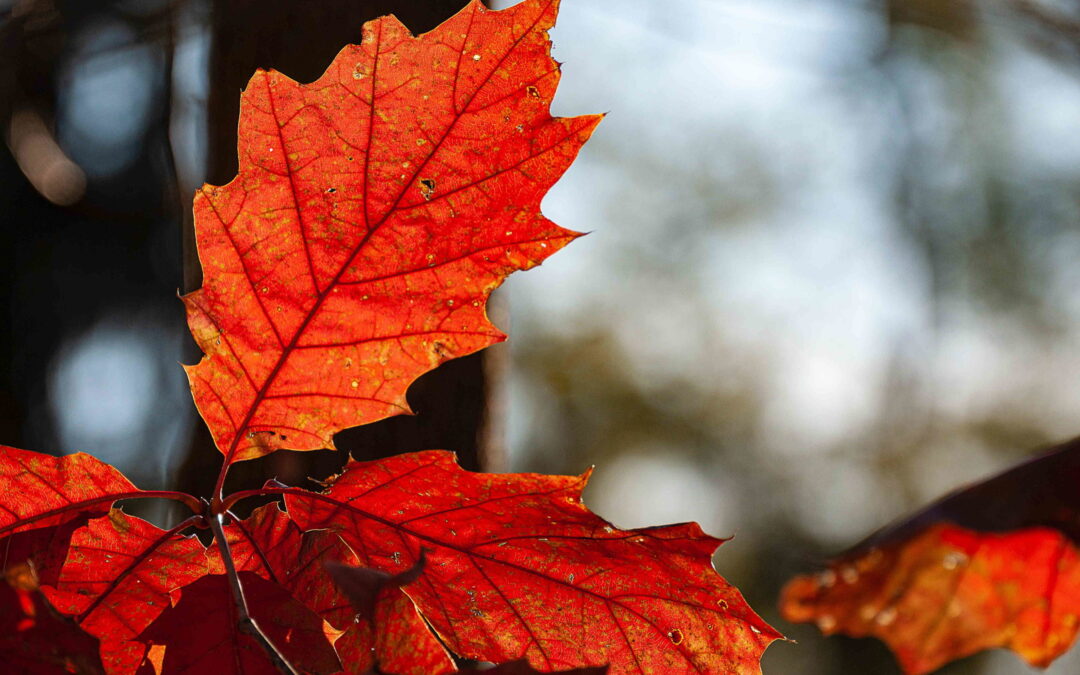 Outdoor Landscaping Solutions for Your Yard This Fall