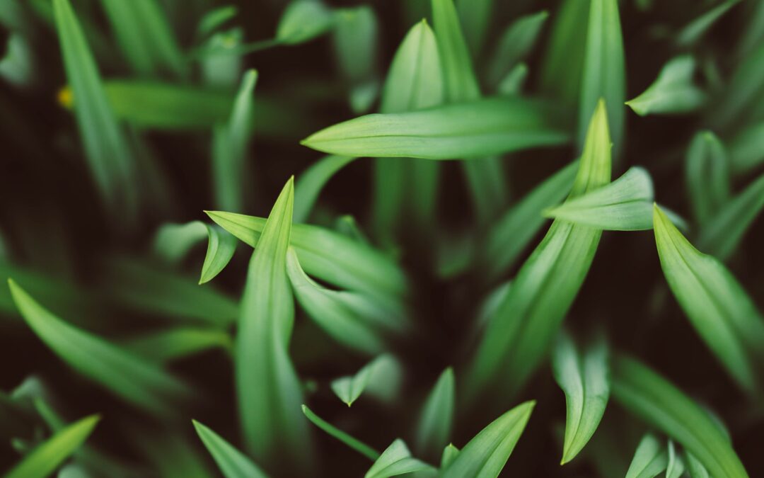 10 Benefits of a Lawn Dethatching Service