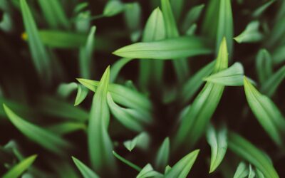 10 Benefits of a Lawn Dethatching Service