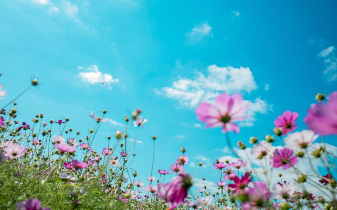 11 St. Louis Landscaping Mistakes to Avoid This Spring