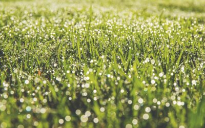 The Best Outdoor Water Drainage Solutions