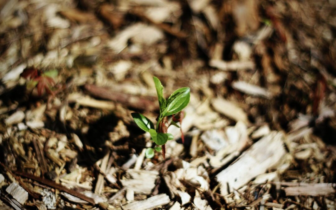 Green With Lawn Envy? How You Can Transform Your Yard
