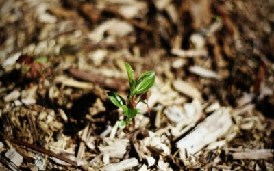 Green With Lawn Envy? How You Can Transform Your Yard
