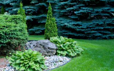 Best Trees for St. Louis Landscapes: Selection and Care Guide