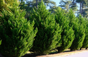 evergreen privacy trees