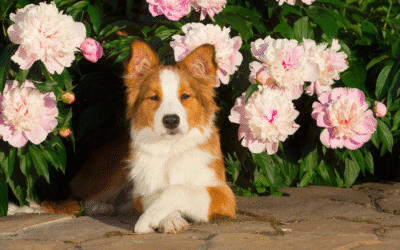 Pet Safe Landscaping: Creating a Dog-Friendly Yard