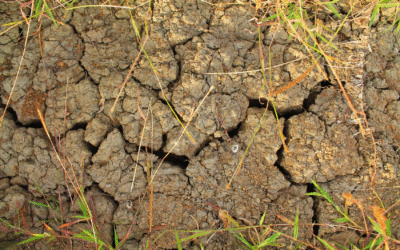 How to Improve Clay Soil for Lawns & Drainage