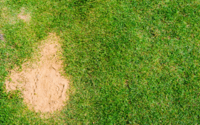 Sand for Grass and Lawn: Complete Guide for Better Results