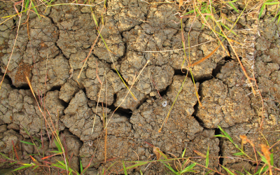 How to Improve Clay Soil for Lawns & Drainage