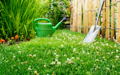 Clover Lawn vs Grass: Benefits, Costs & Maintenance