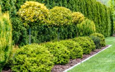 Privacy Landscaping Guide: Design Your Outdoor Sanctuary