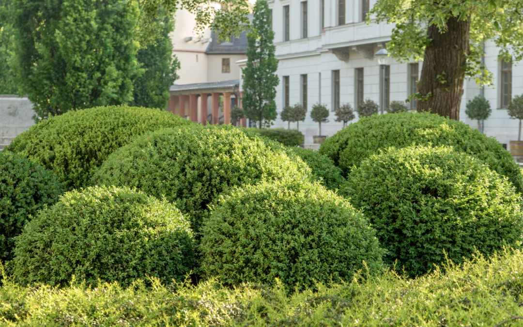 Popular Plants for Landscaping: St. Louis Expert Guide
