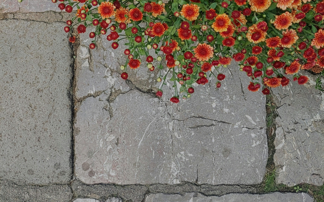 Types of Patio Paving Stone: Complete Guide