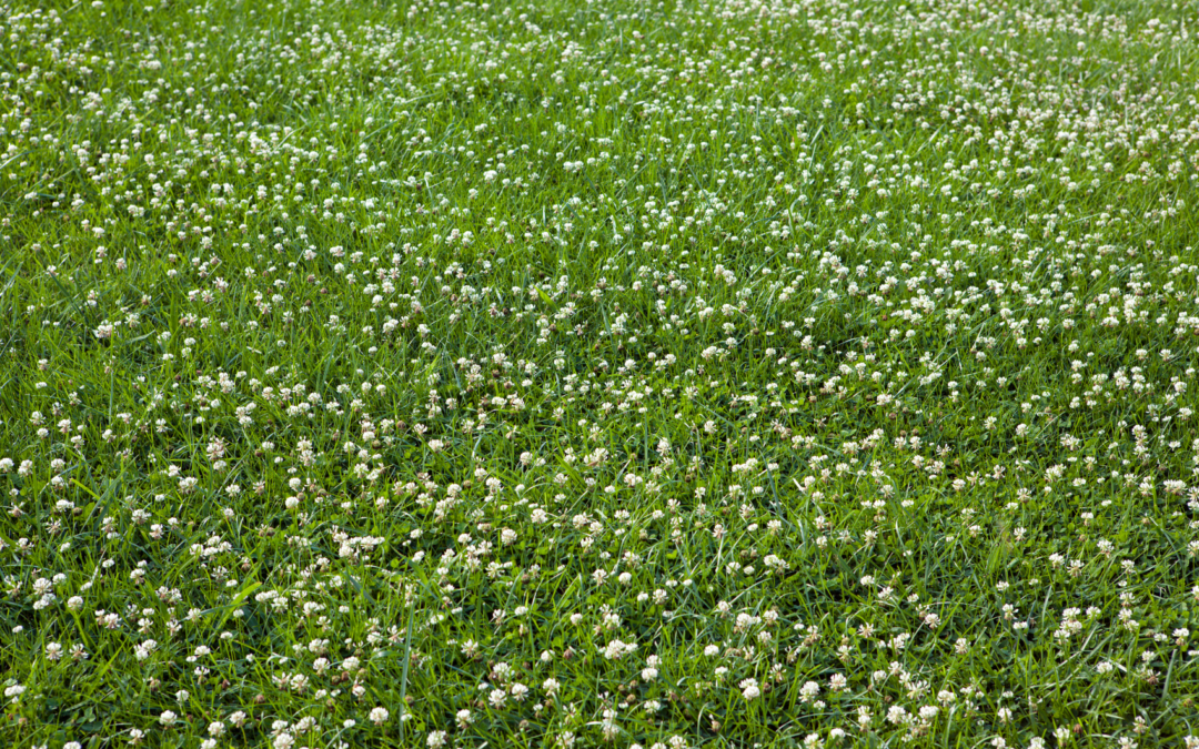 How to Get Rid of Clover in Lawn: Expert Tips That Work