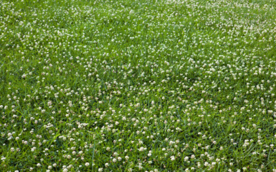 How to Get Rid of Clover in Lawn: Expert Tips That Work